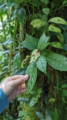 Burmeistera cyclostigmata