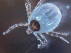 Ixodes uriae