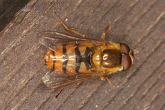 Epistrophe melanostoma