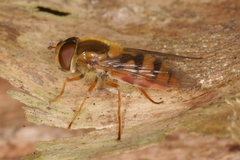 Epistrophe melanostoma