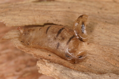 Epistrophe melanostoma