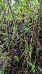 Costus zamoranus