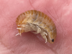 Natatolana