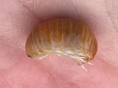Natatolana