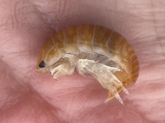 Natatolana