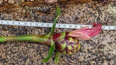 Costus zamoranus