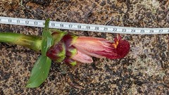 Costus zamoranus