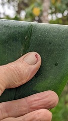 Costus zamoranus