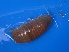 Natatolana