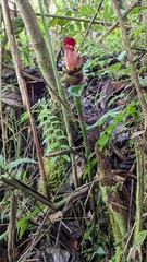 Costus zamoranus