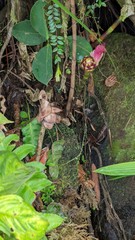 Costus zamoranus