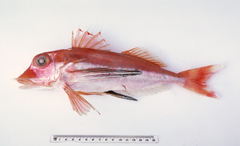 Pterygotrigla polyommata