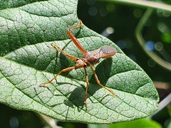 Riptortus abdominalis