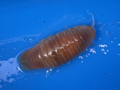 Natatolana