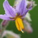 Solanum violaceum - Photo Δεν διατηρούνται δικαιώματα, uploaded by 葉子