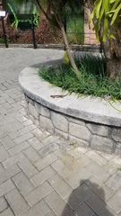 Eutropis multifasciata