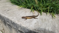 Eutropis multifasciata