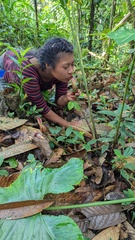 Costus zamoranus