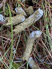 Tetrao urogallus