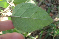Croton rivularis
