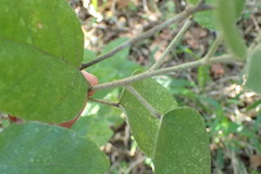 Croton rivularis