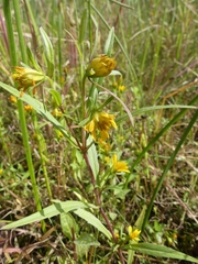 Bidens hyperborea