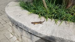 Eutropis multifasciata