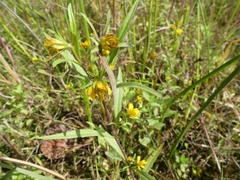 Bidens hyperborea