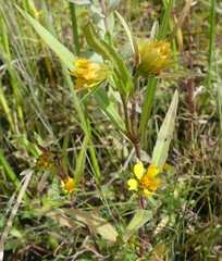 Bidens hyperborea