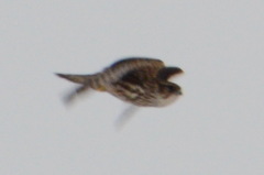 Falco columbarius