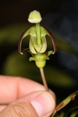 Burmeistera cyclostigmata