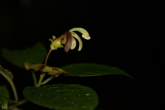Burmeistera cyclostigmata