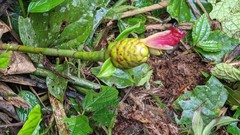 Costus zamoranus
