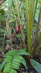 Costus zamoranus