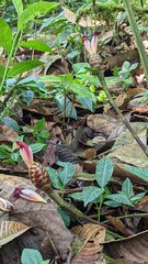 Costus zamoranus