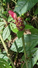 Costus zamoranus