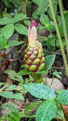 Costus zamoranus
