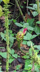 Costus zamoranus