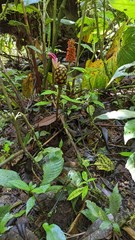 Costus zamoranus