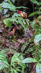 Costus zamoranus