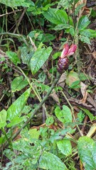 Costus zamoranus