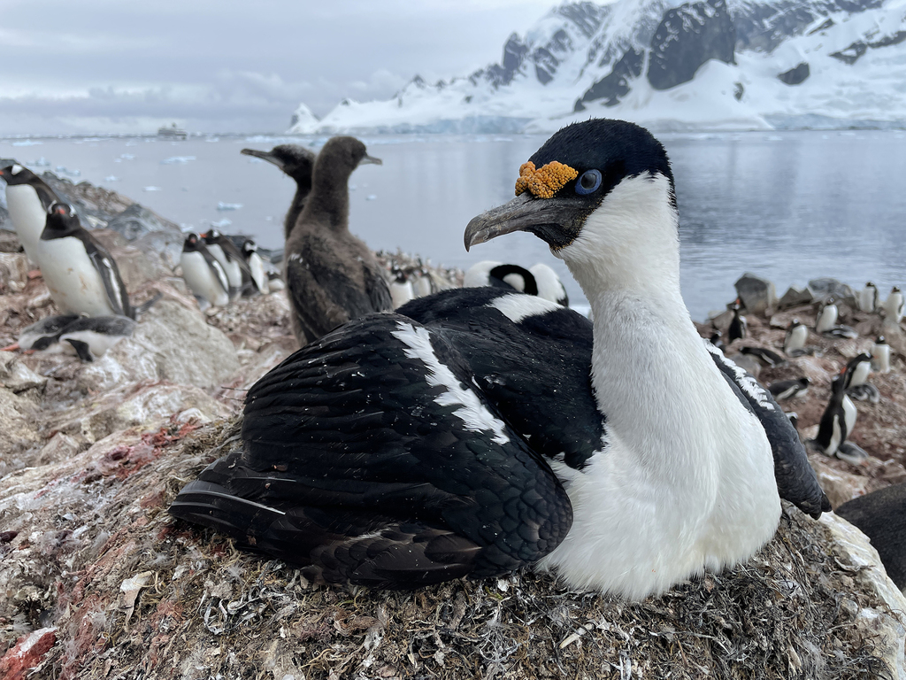 Antarctic Shag · Antarktikscharbe · Cormoran Antarctique (HX - Common ...