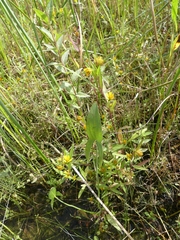 Bidens hyperborea