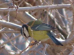 Cyanistes caeruleus