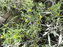 Bidens hyperborea