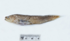 Saccogaster tuberculata