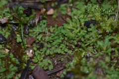 Riccia warnstorfii