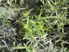 Bidens hyperborea