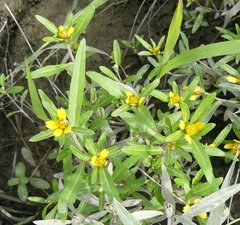 Bidens hyperborea