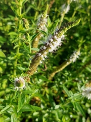 Mentha longifolia polyadena